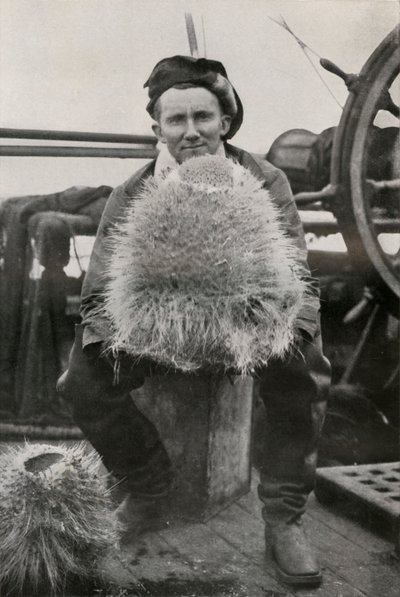 D. G. Lillie, con alcune delle spugne silicee, c1911, 1913 da Herbert Ponting