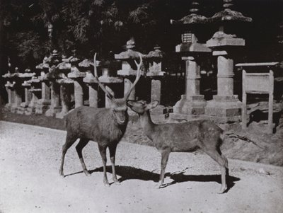 Cervo, uno studio a Nara da Herbert Ponting