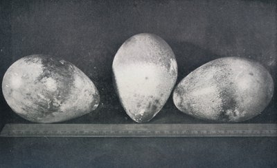 Uova di pinguino imperatore da Cape Crozier, 1911, 1913 da Herbert Ponting
