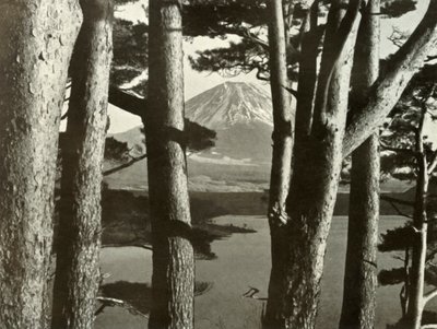 Il Fuji e i pini da Herbert Ponting
