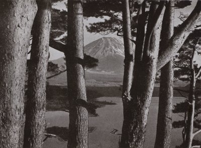 Fuji attraverso i pini da Herbert Ponting