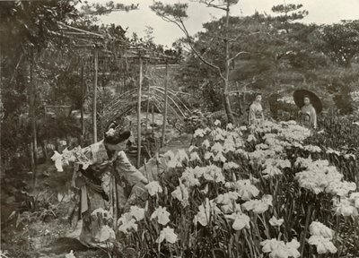 In un giardino di iris da Herbert Ponting