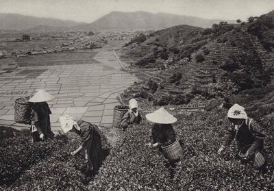 Giappone negli anni 1920: Raccolta del tè da Herbert Ponting