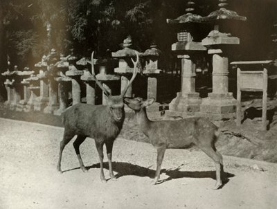 Mio caro! Uno Studio a Nara, 1910 da Herbert Ponting