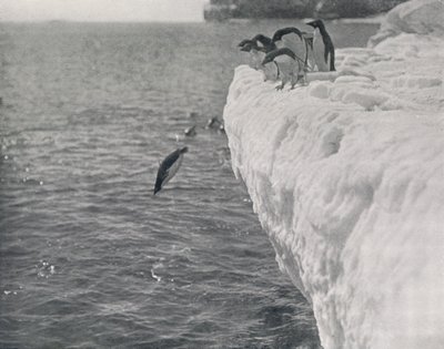 Pinguini che si tuffano, c1911, 1913 da Herbert Ponting