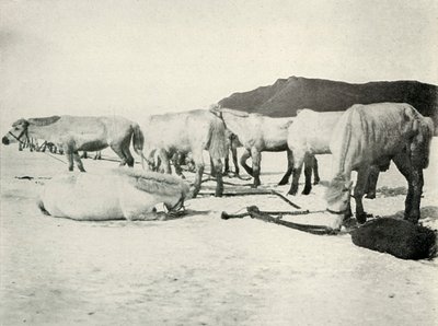 Pony legati sul ghiaccio marino da Herbert Ponting