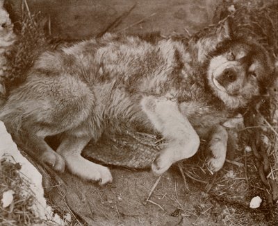 Stareek simulando malattia, c1910-1913, 1913 da Herbert Ponting