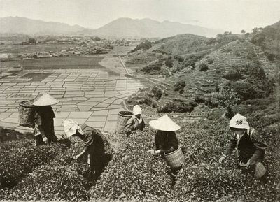 Tè sulle colline e riso nelle pianure, 1910 da Herbert Ponting