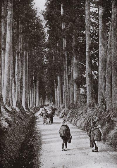 Il Viale delle Cryptomerie a Nikko da Herbert Ponting