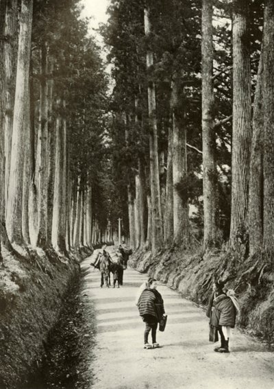 Le Cryptomerias a Nikko, 1910 da Herbert Ponting