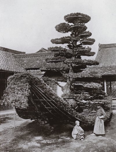 La giunca del pino a Kinkakuji (foto in b/n) da Herbert Ponting