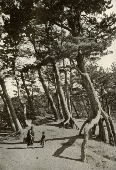 I pini di Shizu-Ura, 1910 da Herbert Ponting