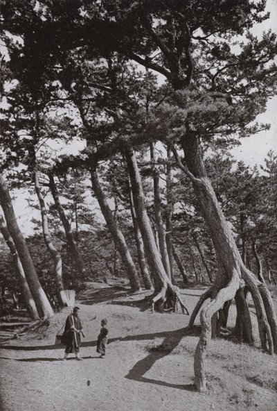 I Pini di Shizu-ura da Herbert Ponting