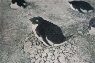 Questo pinguino ha un compagno laborioso, c1911, 1913 da Herbert Ponting