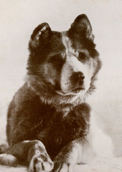 Vaida, c1910-1913, 1913 da Herbert Ponting