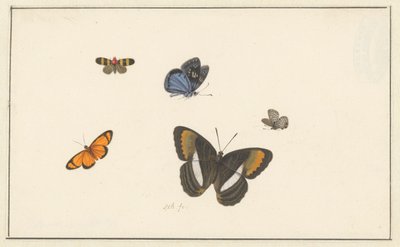 Cinque farfalle da Herman Henstenburgh