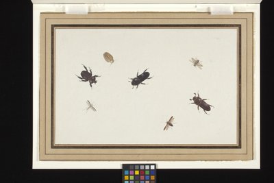Studio Di Scarabei E Falene da Herman Henstenburgh