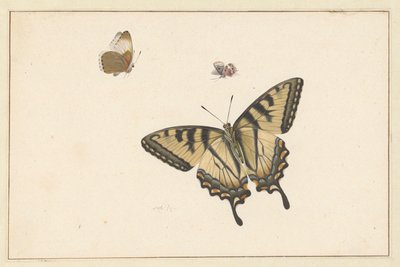Tre Farfalle da Herman Henstenburgh