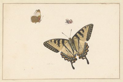 Tre farfalle da Herman Henstenburgh