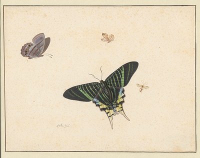 Tre farfalle e una vespa o mosca da Herman Henstenburgh
