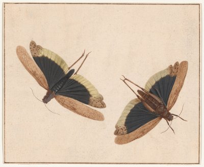 Due cavallette da Herman Henstenburgh