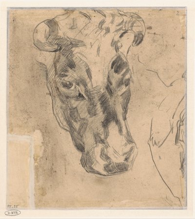 Testa di una mucca con corna da Herman Kruyder