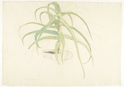 Aloe perfoliata da Herman Saftleven