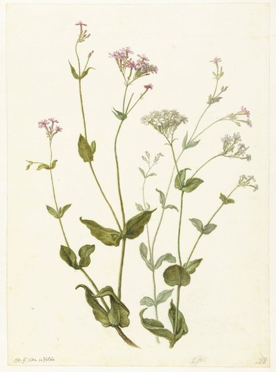 Senna vescicolosa e Viscaria appiccicosa da Herman Saftleven