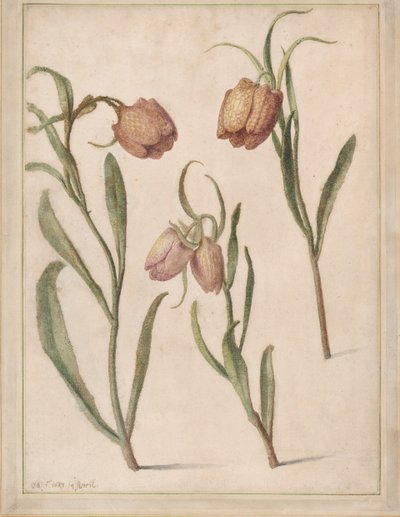Studio di tre fritillarie, 1683 da Herman Saftleven the Younger