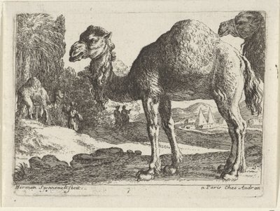 Cammelli da Herman van Swanevelt
