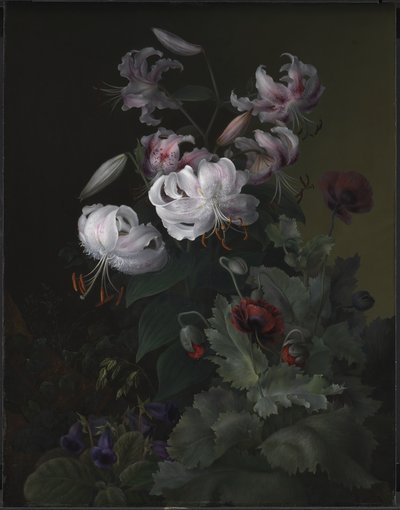 Piante in fiore da Hermania Neergaard