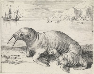 Tricheco a Spitsbergen da Hessel Gerritsz