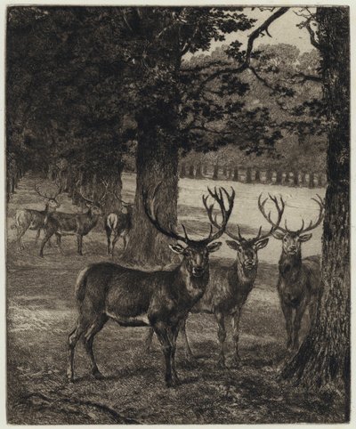 Cervi nel parco di Windsor da Heywood (after) Hardy
