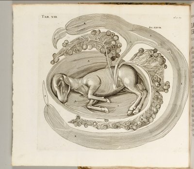 Un animale nel grembo, 1738 da Hieronymus Fabricius ab Aquapendente