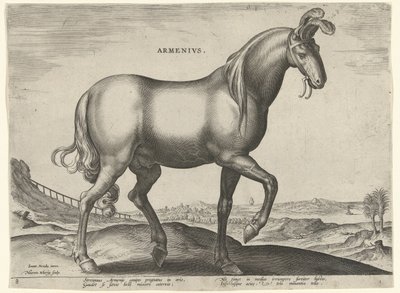 Cavallo d