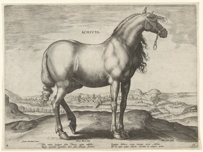 Cavallo dalla Grecia (Achivus) da Hieronymus Wierix