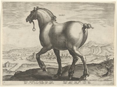 Cavallo della Sassonia da Hieronymus Wierix