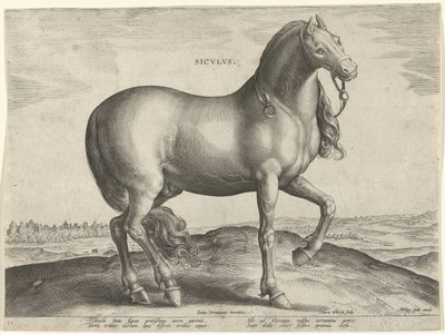 Cavallo dalla Sicilia da Hieronymus Wierix