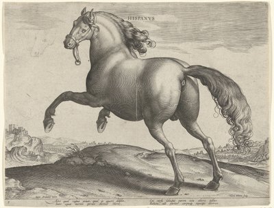 Cavallo di Spagna (Hispanus Alter) da Hieronymus Wierix