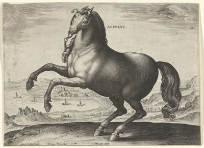 Cavallo dell