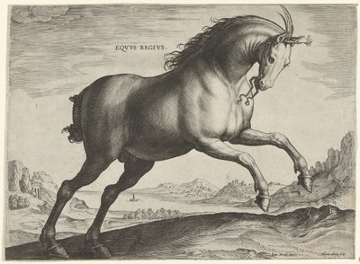 Cavallo della razza Equus Regius (il Reale) da Hieronymus Wierix