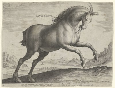 Cavallo della razza Equus Regius (il Reale) da Hieronymus Wierix