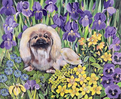 Peke nel letto di fiori da Hilary Jones