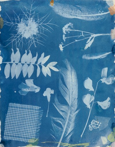 Specimen di piante di Bayard, c.1842 da Hippolyte Bayard