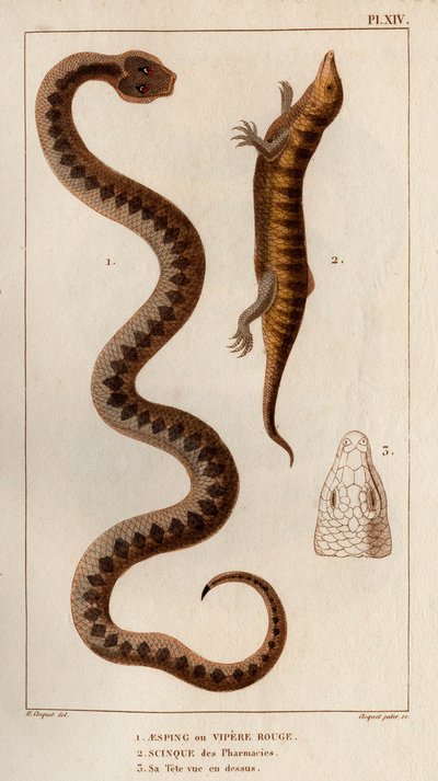 Aesping o Vipera Rossa, Scinco dalle farmacie, la sua testa vista dall
