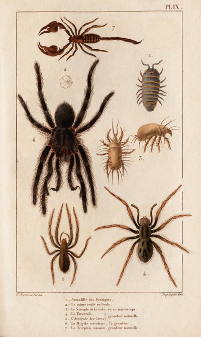 Amardille dei negozi, il Sascopte della scabbia, la Tarantola, l