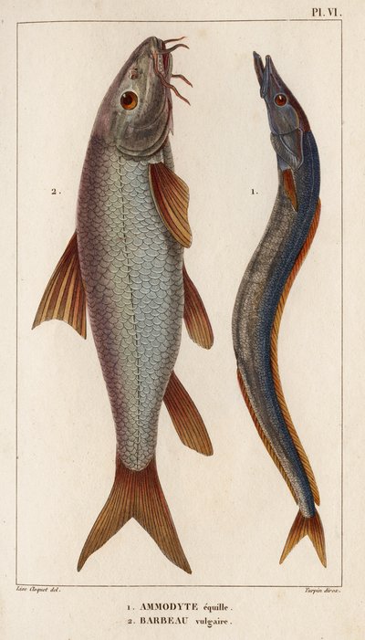 Ammodyte equille e Barbeau volgare. 