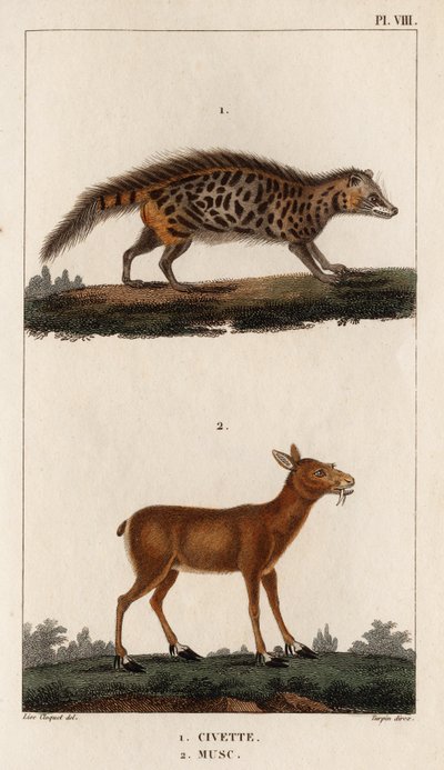 Civetta e Muschio. 