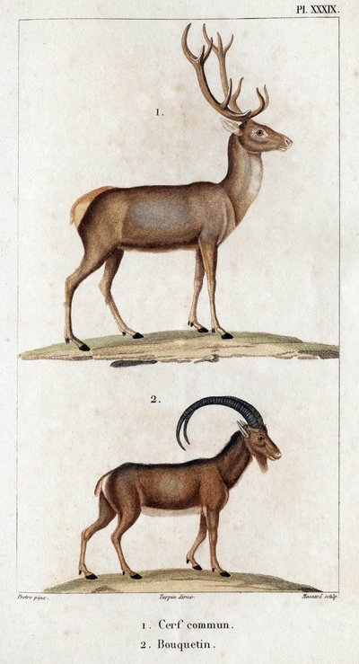Cervo comune e Stambecco. "Fauna dei Medici o storia degli animali e dei loro prodotti di Hippolyte Cloquet" - Volume 6 - 1825 da Hippolyte Cloquet