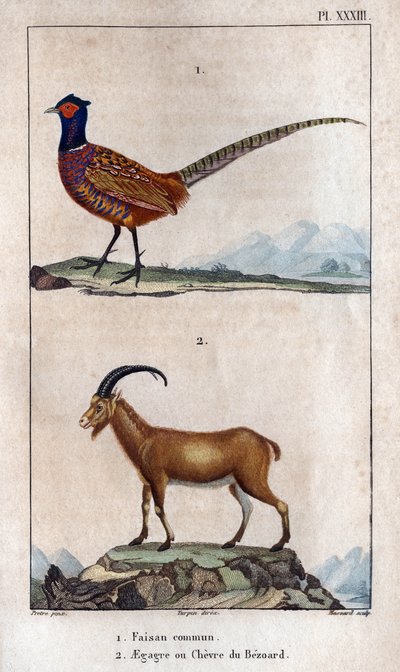Fagiano comune e Capra di Bezoard. Tavola tratta da Fauna dei Medici o storia degli animali e dei loro prodotti di Hippolyte Cloquet da Hippolyte Cloquet